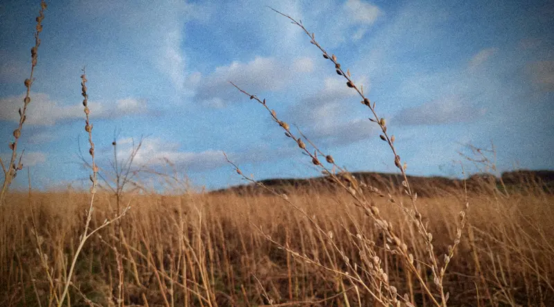 Field