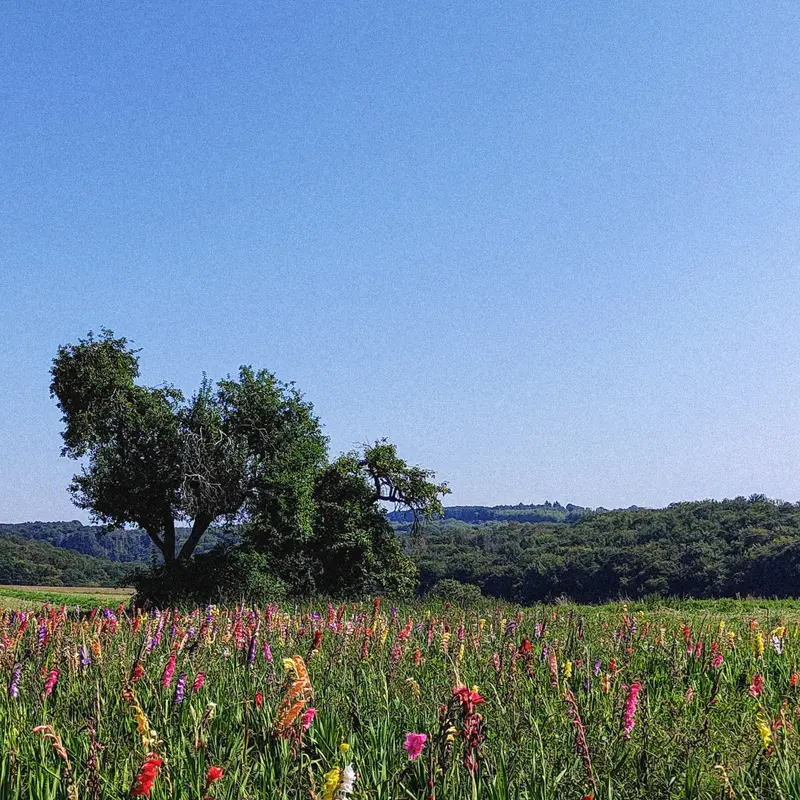 Flowerfield