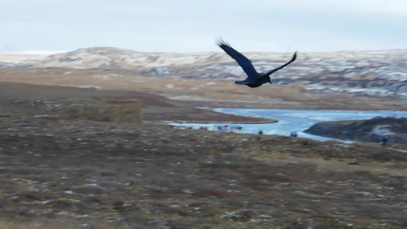Bird