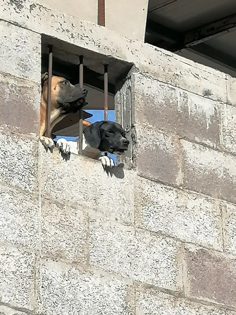 Dogs