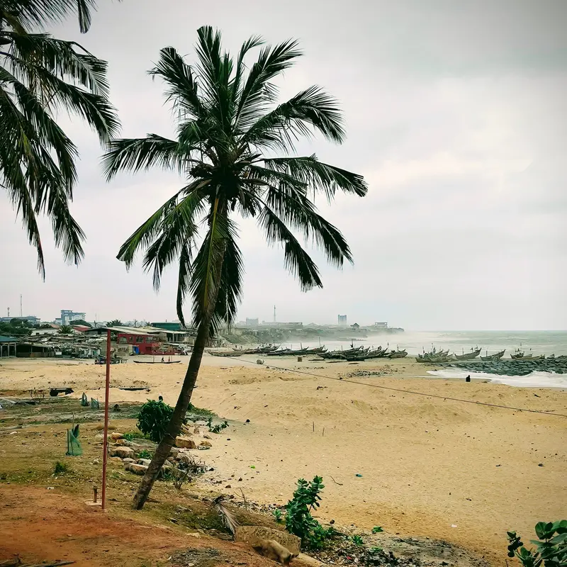Palm