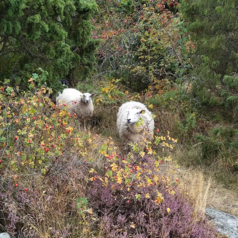 Sheep
